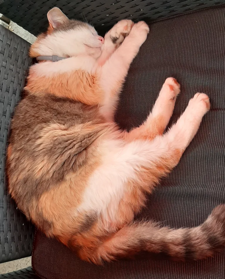 KPU – die vergessene Stoffwechselerkrankung