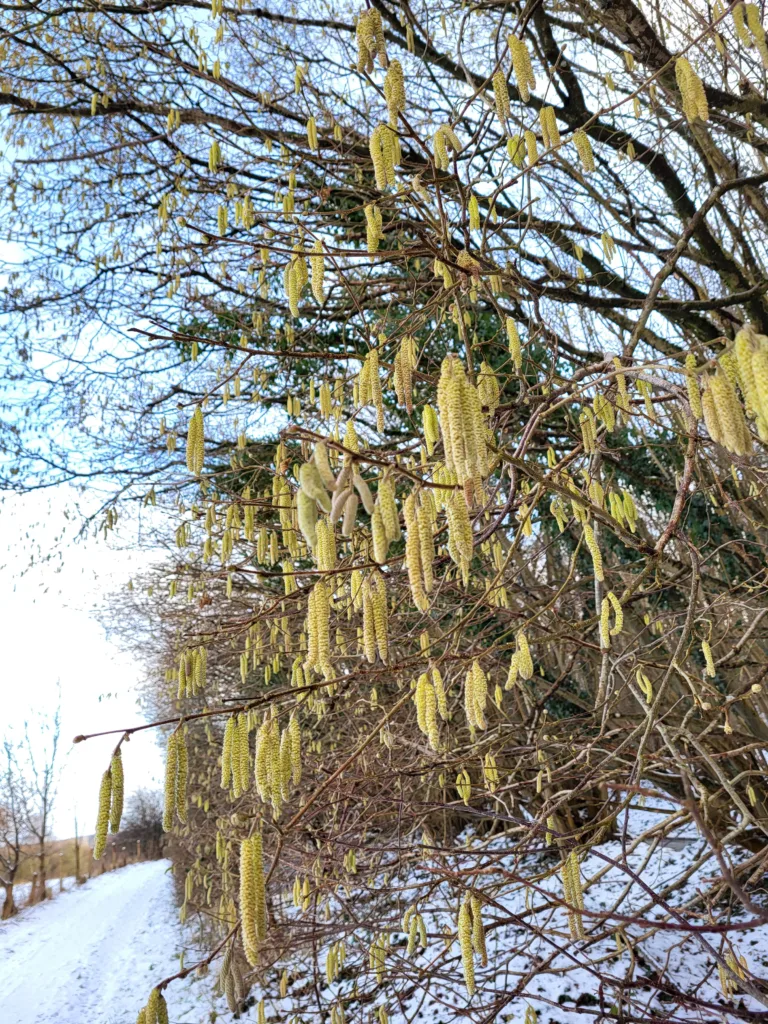Blühende Hasel am Busch