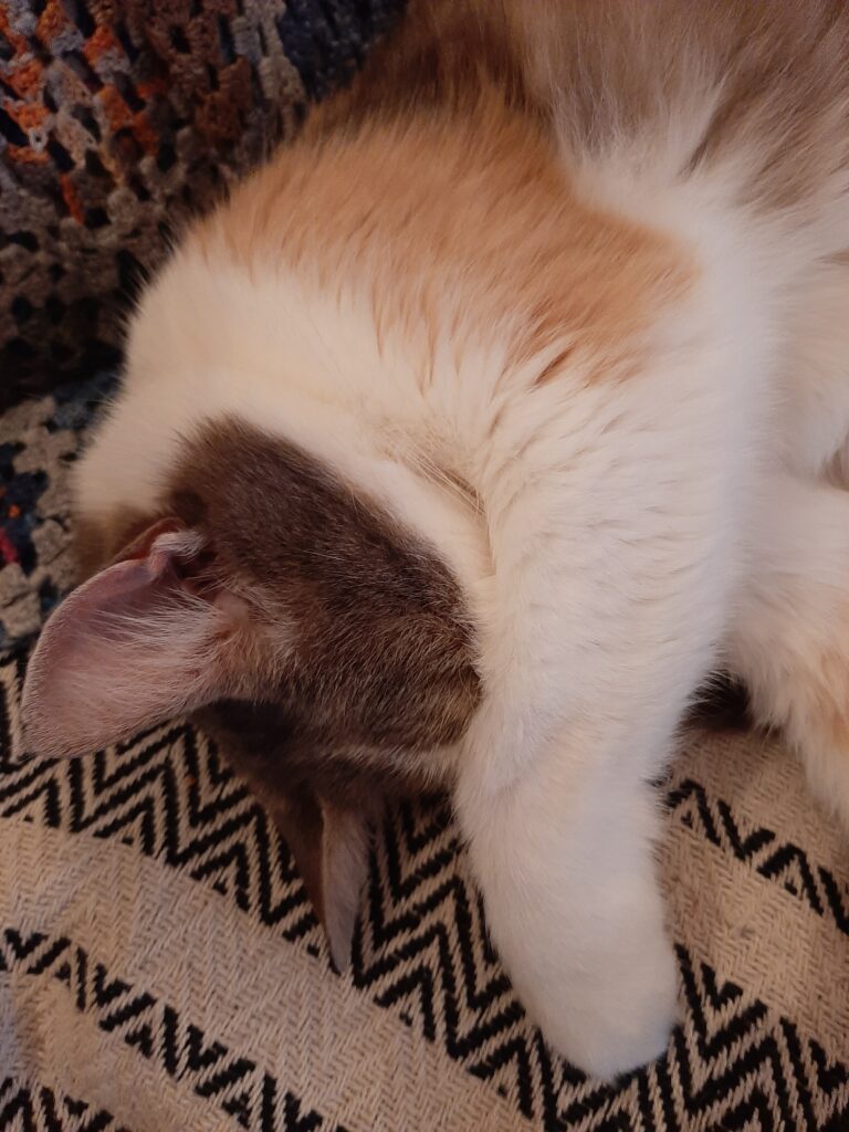 Katze hält Pfötchen über Kopf