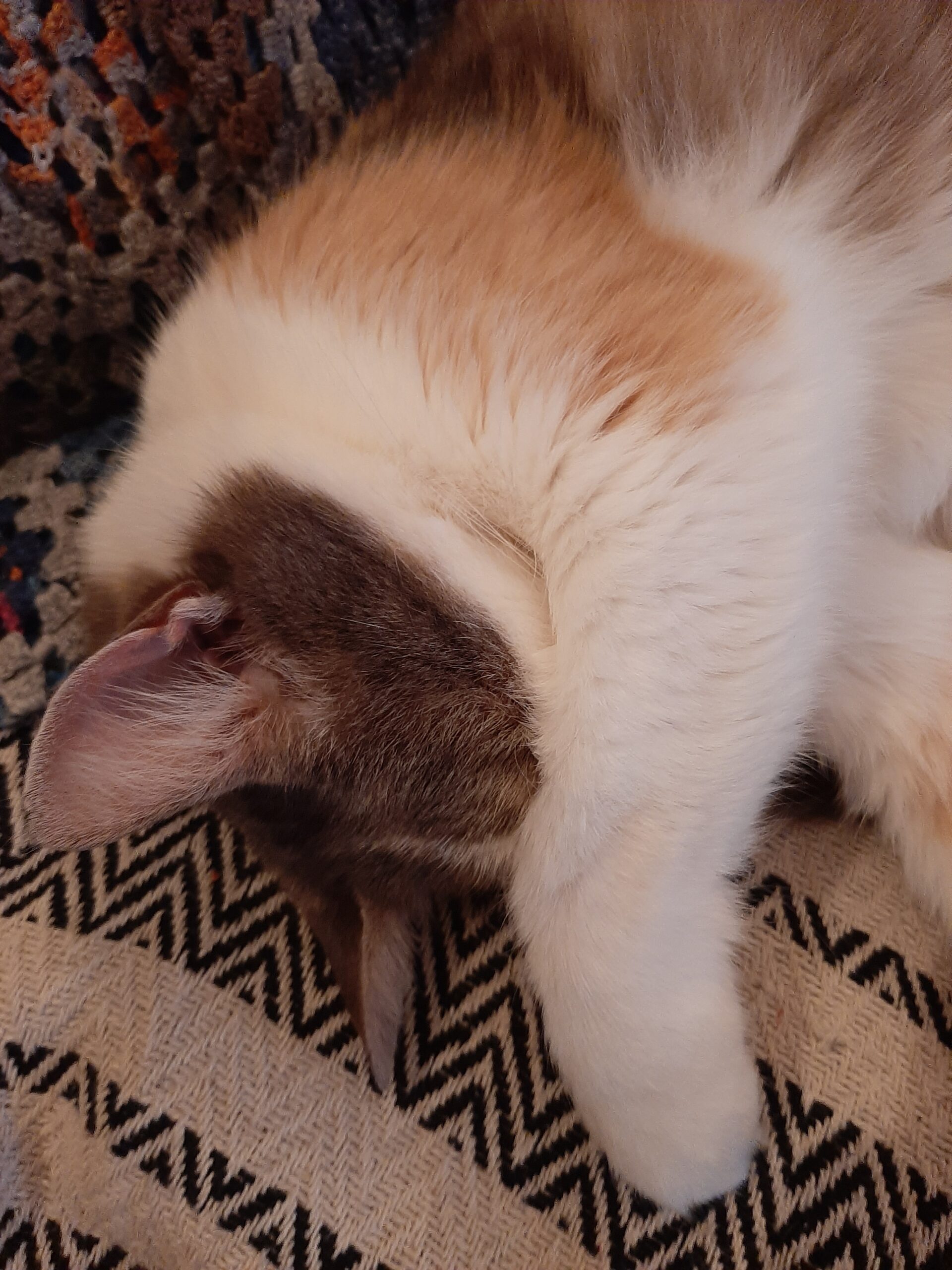 Katze hält Pfötchen über Kopf