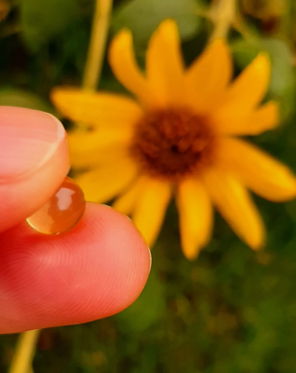 Vitamin D Kapsel zwischen zwei Fingern im Hintergrund Sonnenblume