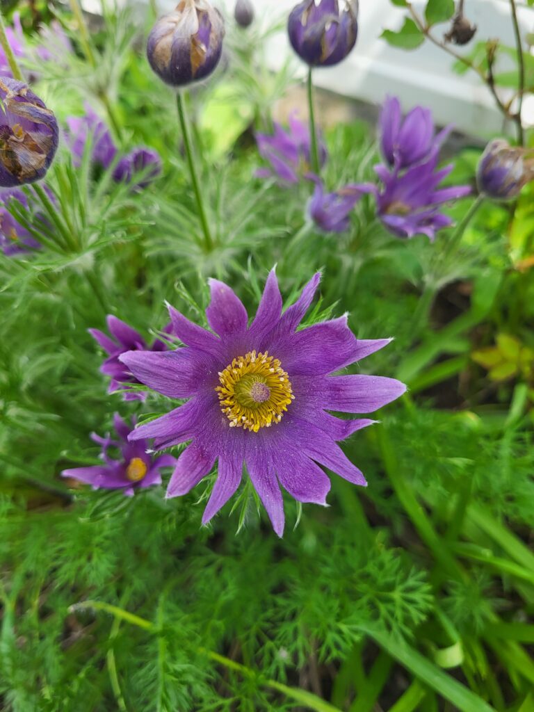 Pulsatilla: Eine natürliche Hilfe bei Wechseljahrsbeschwerden